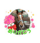 MKホースパーク公式 第三弾（個別スタンプ：7）