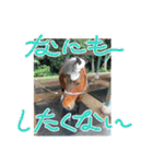 MKホースパーク公式 第三弾（個別スタンプ：13）