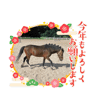 MKホースパーク公式 第三弾（個別スタンプ：21）