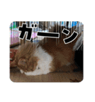 MKホースパーク公式 第三弾（個別スタンプ：24）