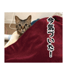 うちの猫のトラさん（個別スタンプ：23）