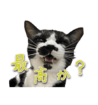 ねこさんら（実写版）（個別スタンプ：5）