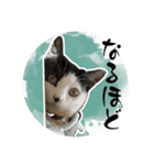 茶とみ日常使い13（個別スタンプ：1）