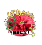 クリスマス花スタンプ、yamami（個別スタンプ：6）