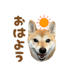 柴犬おいも3歳記念スタンプ（個別スタンプ：1）