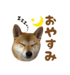 柴犬おいも3歳記念スタンプ（個別スタンプ：2）