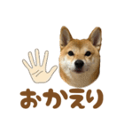 柴犬おいも3歳記念スタンプ（個別スタンプ：3）