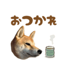 柴犬おいも3歳記念スタンプ（個別スタンプ：4）