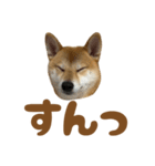 柴犬おいも3歳記念スタンプ（個別スタンプ：5）