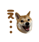 柴犬おいも3歳記念スタンプ（個別スタンプ：6）