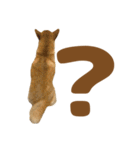 柴犬おいも3歳記念スタンプ（個別スタンプ：7）