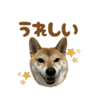 柴犬おいも3歳記念スタンプ（個別スタンプ：8）