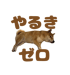 柴犬おいも3歳記念スタンプ（個別スタンプ：9）