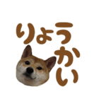 柴犬おいも3歳記念スタンプ（個別スタンプ：10）