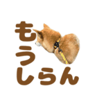 柴犬おいも3歳記念スタンプ（個別スタンプ：11）
