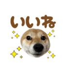 柴犬おいも3歳記念スタンプ（個別スタンプ：14）
