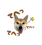 柴犬おいも3歳記念スタンプ（個別スタンプ：15）