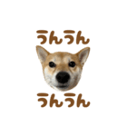 柴犬おいも3歳記念スタンプ（個別スタンプ：16）