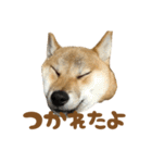 柴犬おいも3歳記念スタンプ（個別スタンプ：17）