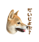 柴犬おいも3歳記念スタンプ（個別スタンプ：18）