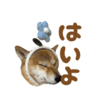 柴犬おいも3歳記念スタンプ（個別スタンプ：19）