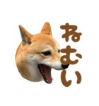 柴犬おいも3歳記念スタンプ（個別スタンプ：20）