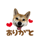 柴犬おいも3歳記念スタンプ（個別スタンプ：21）
