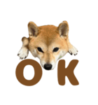 柴犬おいも3歳記念スタンプ（個別スタンプ：22）