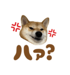 柴犬おいも3歳記念スタンプ（個別スタンプ：23）