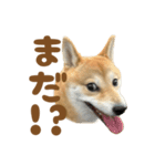 柴犬おいも3歳記念スタンプ（個別スタンプ：24）