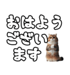 毎日使える日常会話☆デカ文字敬語☆猫ネコ（個別スタンプ：1）