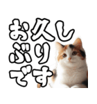 毎日使える日常会話☆デカ文字敬語☆猫ネコ（個別スタンプ：2）