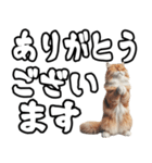 毎日使える日常会話☆デカ文字敬語☆猫ネコ（個別スタンプ：4）