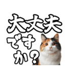 毎日使える日常会話☆デカ文字敬語☆猫ネコ（個別スタンプ：6）