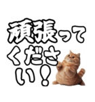 毎日使える日常会話☆デカ文字敬語☆猫ネコ（個別スタンプ：7）