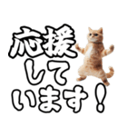 毎日使える日常会話☆デカ文字敬語☆猫ネコ（個別スタンプ：8）