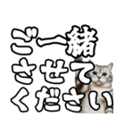 毎日使える日常会話☆デカ文字敬語☆猫ネコ（個別スタンプ：10）