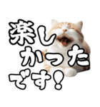 毎日使える日常会話☆デカ文字敬語☆猫ネコ（個別スタンプ：12）