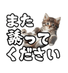 毎日使える日常会話☆デカ文字敬語☆猫ネコ（個別スタンプ：13）