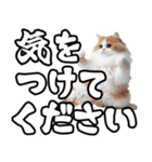 毎日使える日常会話☆デカ文字敬語☆猫ネコ（個別スタンプ：16）