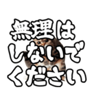 毎日使える日常会話☆デカ文字敬語☆猫ネコ（個別スタンプ：17）