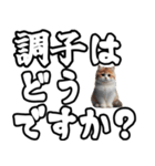 毎日使える日常会話☆デカ文字敬語☆猫ネコ（個別スタンプ：19）