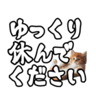 毎日使える日常会話☆デカ文字敬語☆猫ネコ（個別スタンプ：20）