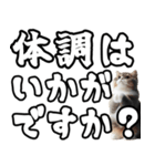 毎日使える日常会話☆デカ文字敬語☆猫ネコ（個別スタンプ：22）