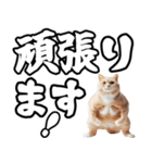 毎日使える日常会話☆デカ文字敬語☆猫ネコ（個別スタンプ：25）