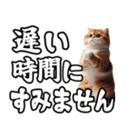 毎日使える日常会話☆デカ文字敬語☆猫ネコ（個別スタンプ：26）