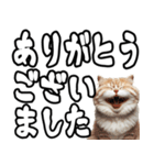 毎日使える日常会話☆デカ文字敬語☆猫ネコ（個別スタンプ：27）