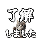 毎日使える日常会話☆デカ文字敬語☆猫ネコ（個別スタンプ：29）