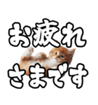 毎日使える日常会話☆デカ文字敬語☆猫ネコ（個別スタンプ：30）