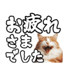 毎日使える日常会話☆デカ文字敬語☆猫ネコ（個別スタンプ：31）